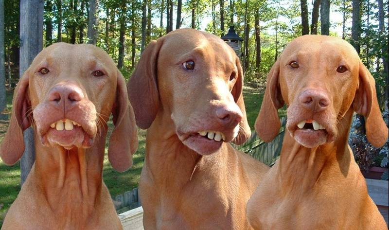 Bird Dogs